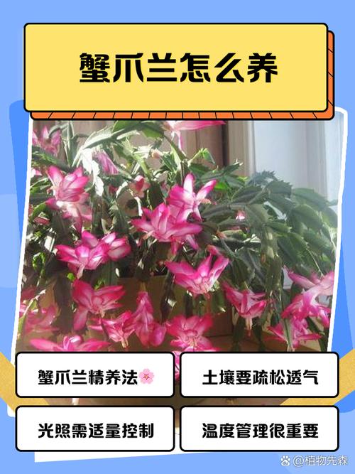 蟹爪兰夏天怎么养，蟹爪兰夏天怎么养家庭养法？-第2张图片-优品飞百科