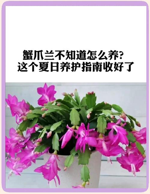 蟹爪兰夏天怎么养，蟹爪兰夏天怎么养家庭养法？-第3张图片-优品飞百科