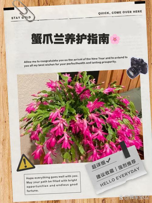 蟹爪兰夏天怎么养，蟹爪兰夏天怎么养家庭养法？-第4张图片-优品飞百科