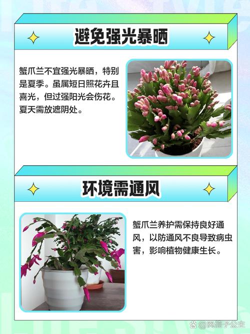 蟹爪兰夏天怎么养，蟹爪兰夏天怎么养家庭养法？-第5张图片-优品飞百科