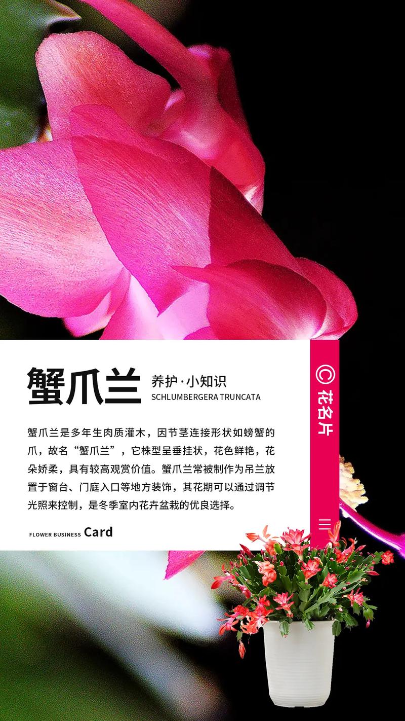 蟹爪兰夏天怎么养，蟹爪兰夏天怎么养家庭养法？-第7张图片-优品飞百科