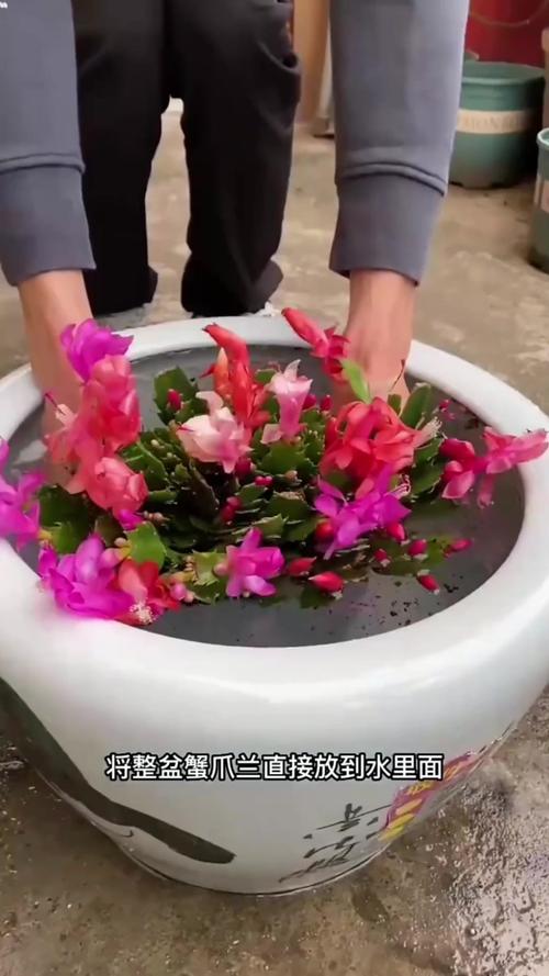 蟹爪兰夏天怎么养，蟹爪兰夏天怎么养家庭养法？-第8张图片-优品飞百科