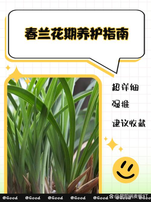 春兰怎么养才能开花，春兰怎样养才能开花