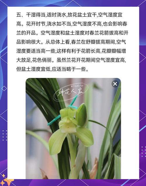 春兰怎么养才能开花，春兰怎样养才能开花-第2张图片-优品飞百科