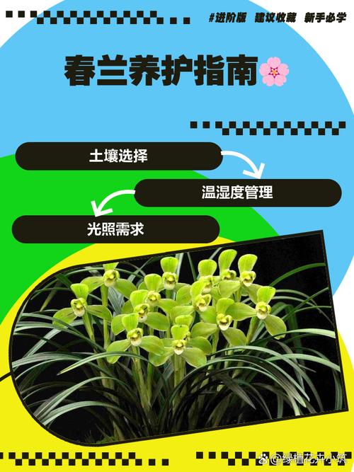 春兰怎么养才能开花，春兰怎样养才能开花-第3张图片-优品飞百科