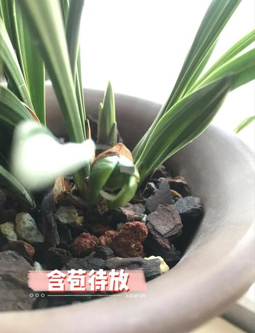 春兰怎么养才能开花，春兰怎样养才能开花-第4张图片-优品飞百科