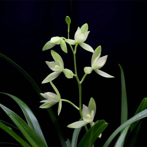 春兰怎么养才能开花，春兰怎样养才能开花-第6张图片-优品飞百科