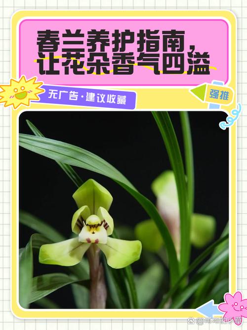 春兰怎么养才能开花，春兰怎样养才能开花-第7张图片-优品飞百科