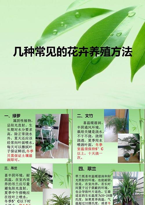 翠花掌怎么养殖，翠花掌种类图片大全？-第2张图片-优品飞百科
