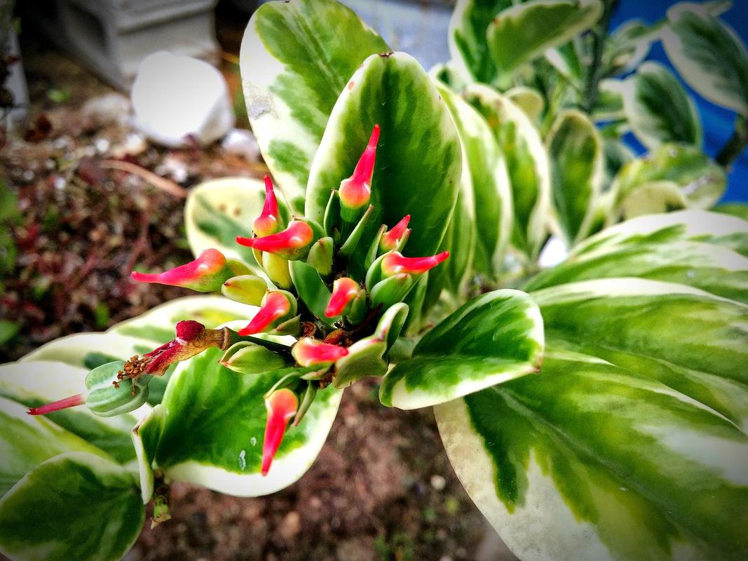 翠花掌怎么养殖，翠花掌种类图片大全？-第4张图片-优品飞百科