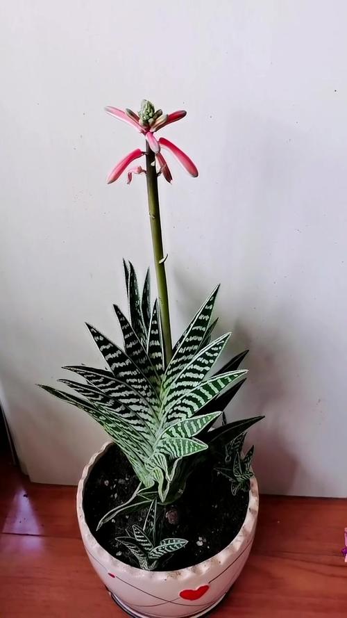 翠花掌怎么养殖，翠花掌种类图片大全？-第5张图片-优品飞百科