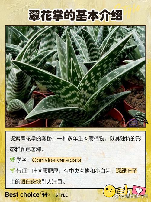 翠花掌怎么养殖，翠花掌种类图片大全？-第6张图片-优品飞百科