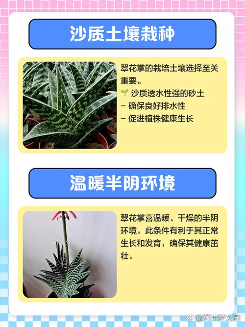 翠花掌怎么养殖，翠花掌种类图片大全？-第7张图片-优品飞百科