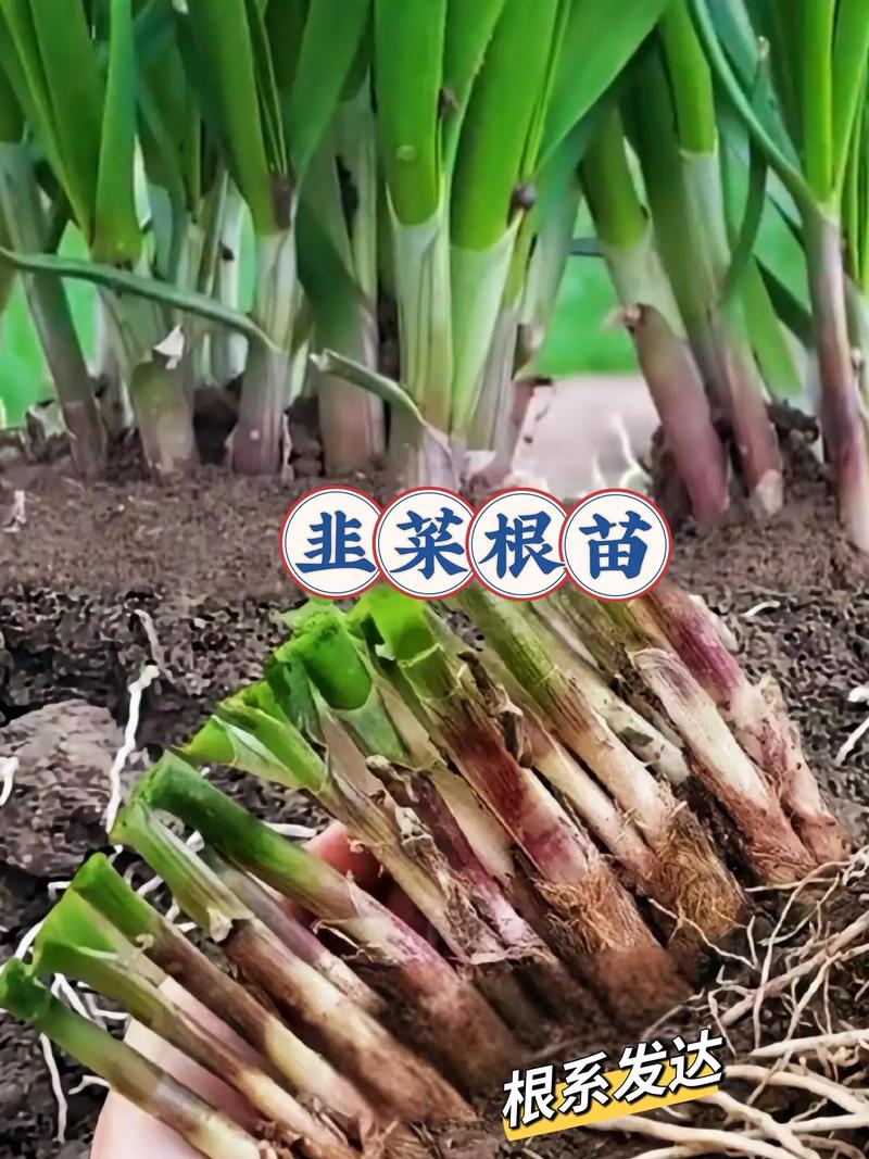 韭菜生长的适宜温度，韭菜喜阴还是喜阳？