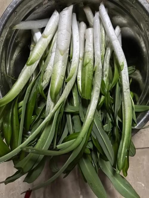 韭菜生长的适宜温度，韭菜喜阴还是喜阳？-第2张图片-优品飞百科