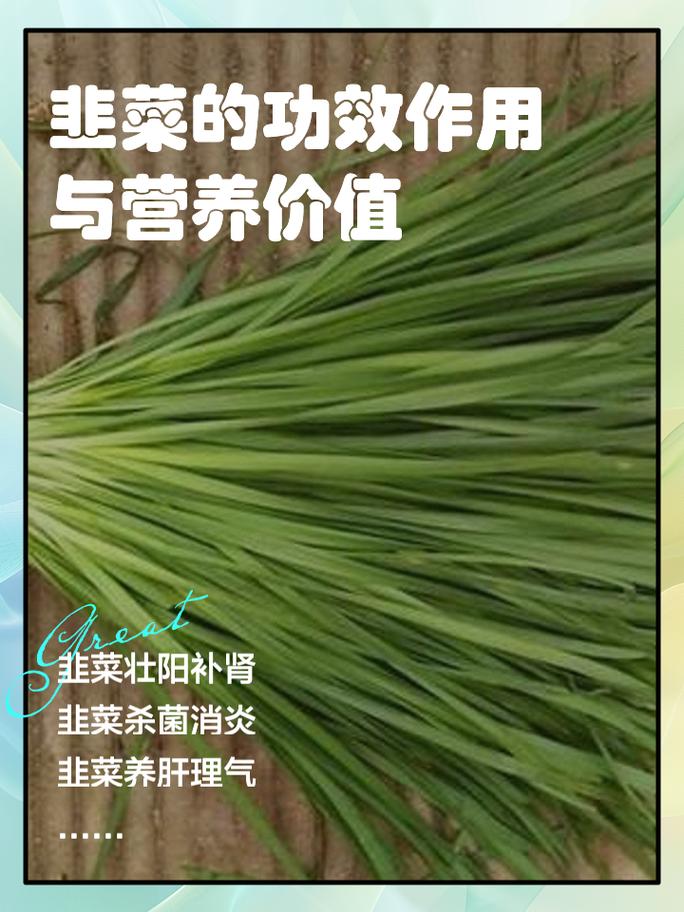 韭菜生长的适宜温度，韭菜喜阴还是喜阳？-第3张图片-优品飞百科