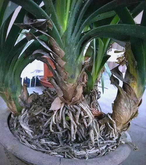 1勺白糖兑水里？白糖加多少水？-第3张图片-优品飞百科