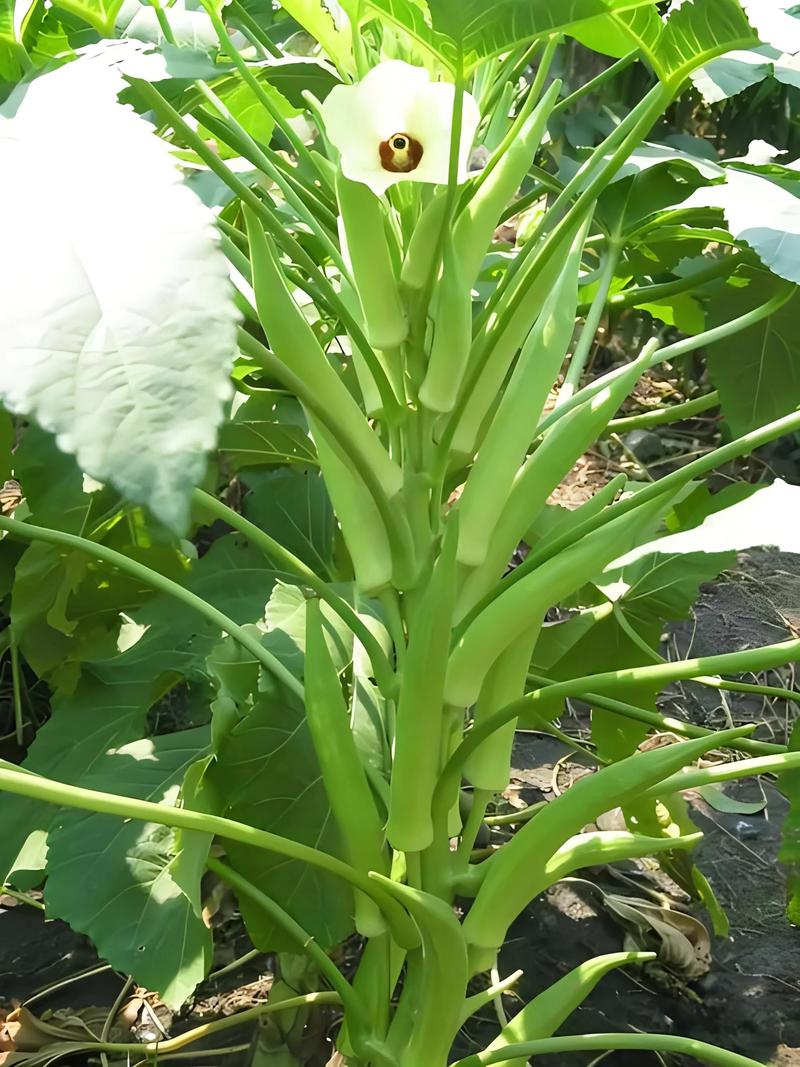 秋葵施肥时间及方法，秋葵的施肥方法有哪些？-第2张图片-优品飞百科