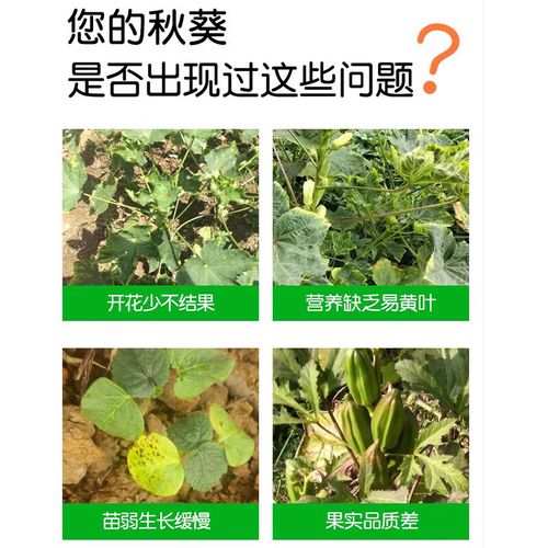 秋葵施肥时间及方法，秋葵的施肥方法有哪些？-第5张图片-优品飞百科