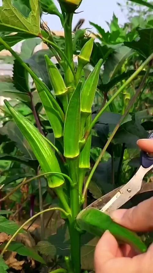 秋葵施肥时间及方法，秋葵的施肥方法有哪些？-第6张图片-优品飞百科