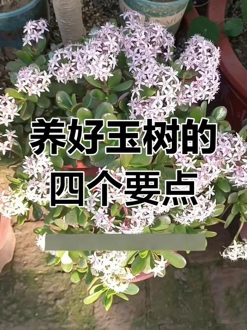 王大爷养“玉树”有妙招？家养玉树？