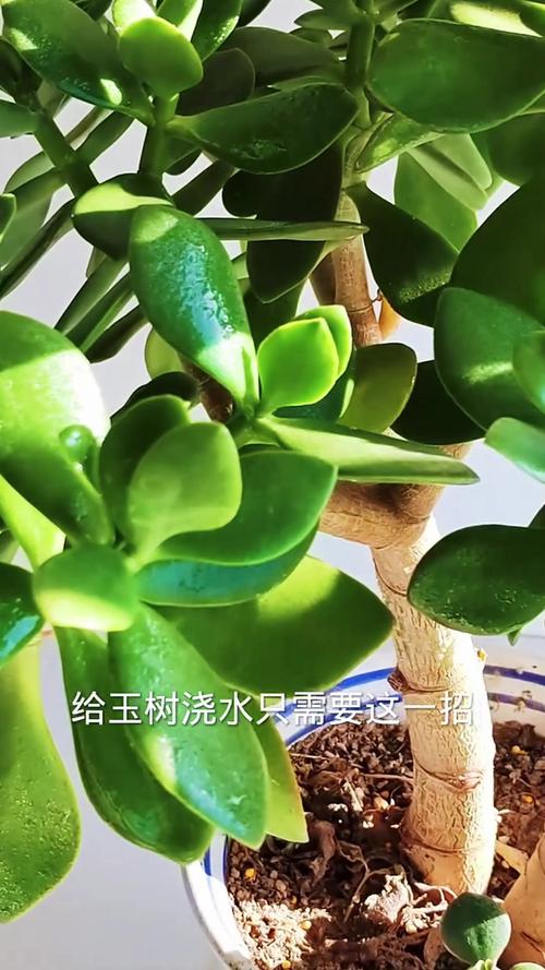 王大爷养“玉树”有妙招？家养玉树？-第3张图片-优品飞百科