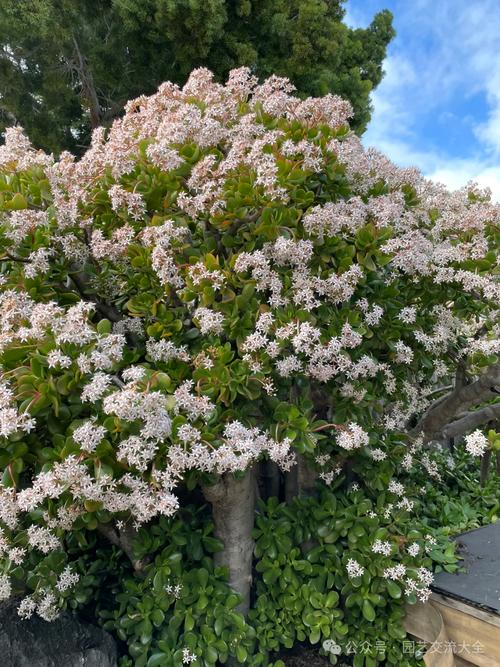 王大爷养“玉树”有妙招？家养玉树？-第6张图片-优品飞百科