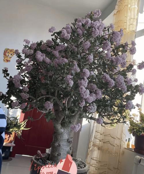 王大爷养“玉树”有妙招？家养玉树？-第7张图片-优品飞百科