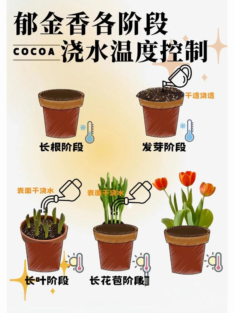 郁金香施肥用哪个肥料？郁金香如何浇水施肥？