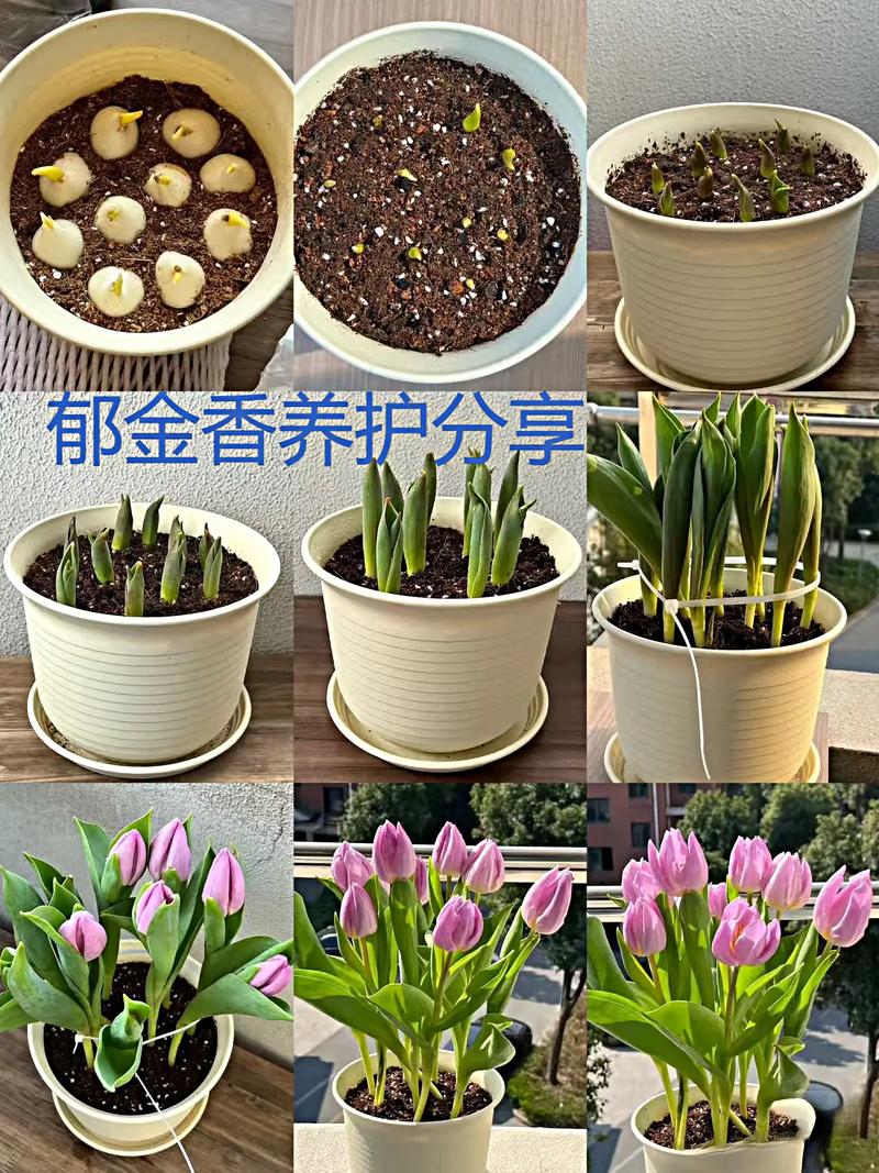 郁金香施肥用哪个肥料?郁金香如何浇水施肥?-第2张图片-优品飞百科 郁金香施肥用哪个肥料?郁金香如何浇水施肥?-第2张图片-优品飞百科