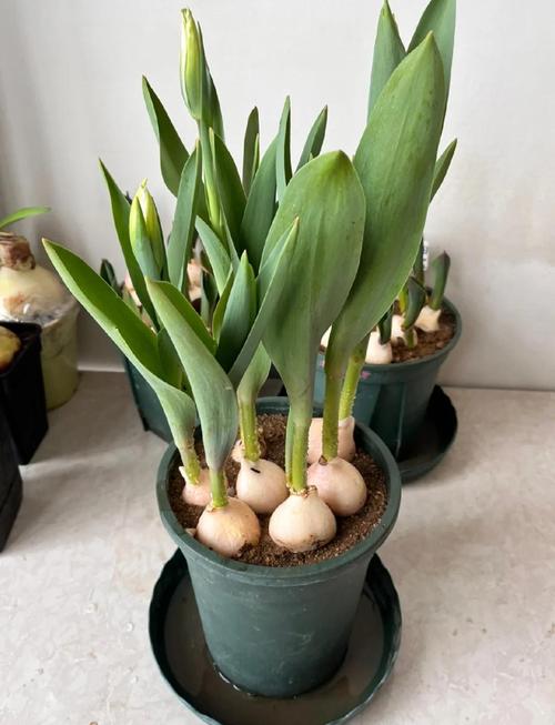 郁金香施肥用哪个肥料?郁金香如何浇水施肥?-第5张图片-优品飞百科 郁金香施肥用哪个肥料?郁金香如何浇水施肥?-第5张图片-优品飞百科