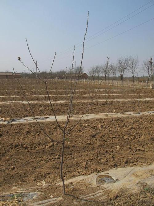 苹果的种植与管理技术要点？苹果的栽培技术有哪些？