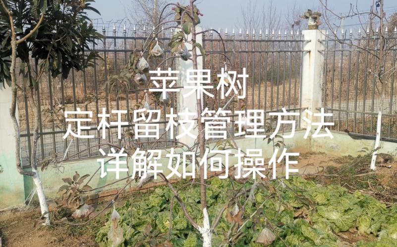 苹果的种植与管理技术要点？苹果的栽培技术有哪些？-第4张图片-优品飞百科