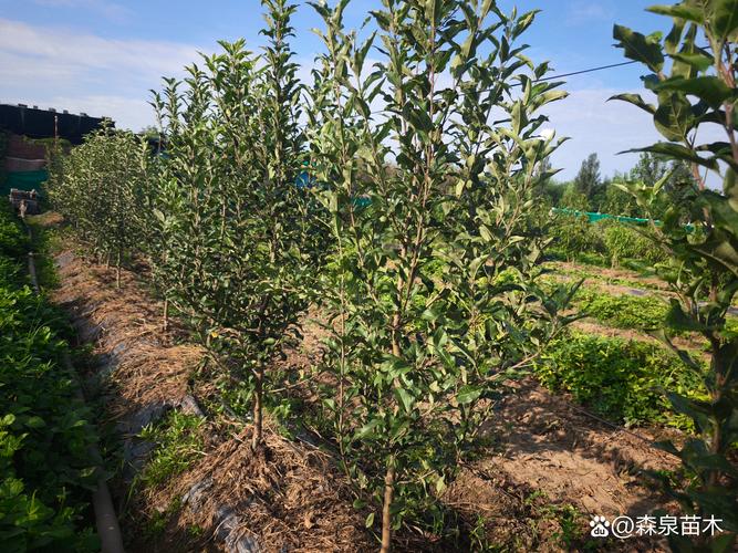 苹果的种植与管理技术要点？苹果的栽培技术有哪些？-第5张图片-优品飞百科
