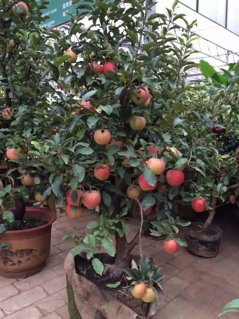 苹果的种植与管理技术要点？苹果的栽培技术有哪些？-第6张图片-优品飞百科