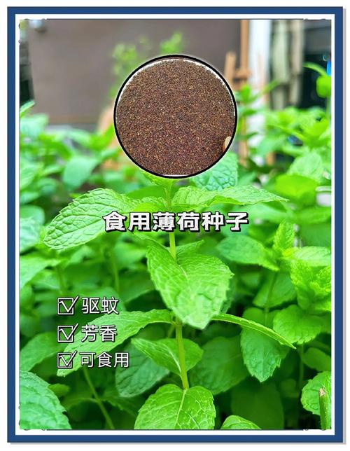 薄荷怎么种植？薄荷怎么种植的方法和技术？