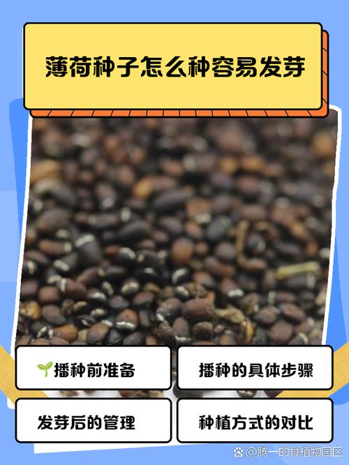 薄荷怎么种植？薄荷怎么种植的方法和技术？-第2张图片-优品飞百科