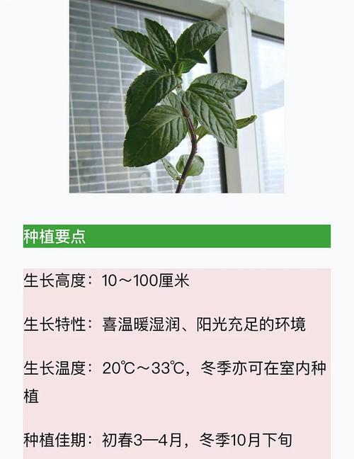 薄荷怎么种植？薄荷怎么种植的方法和技术？-第3张图片-优品飞百科
