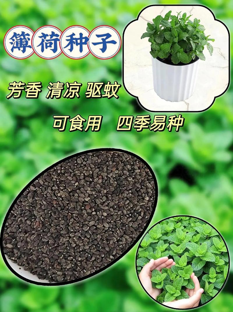 薄荷怎么种植？薄荷怎么种植的方法和技术？-第4张图片-优品飞百科