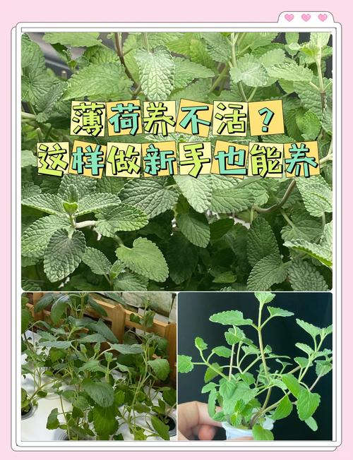 薄荷怎么种植？薄荷怎么种植的方法和技术？-第5张图片-优品飞百科