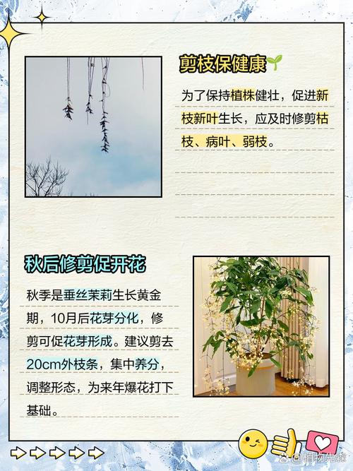 茉莉开花后如何剪枝？茉莉开花后如何剪枝视频？