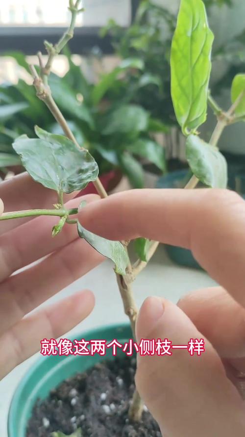 茉莉开花后如何剪枝？茉莉开花后如何剪枝视频？-第2张图片-优品飞百科