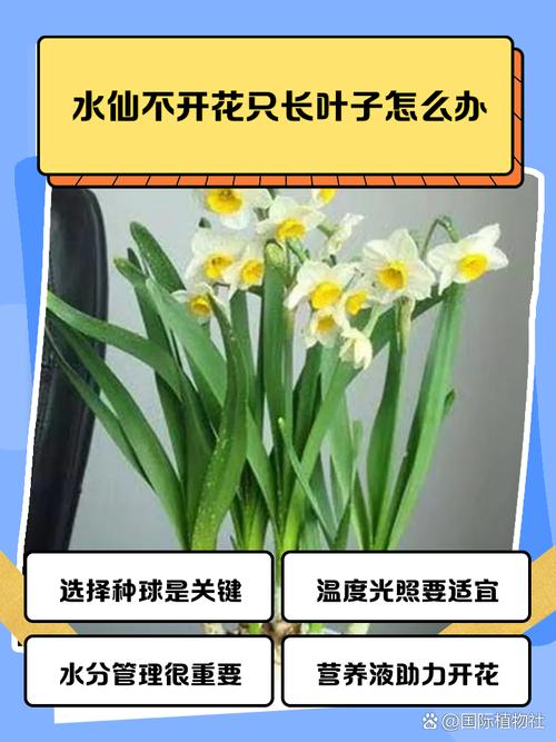 水仙花不开花怎么办，水仙花不开花怎么办,教你一招,坐等花开爆盆