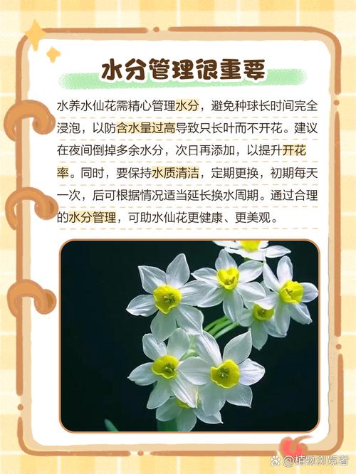 水仙花不开花怎么办，水仙花不开花怎么办,教你一招,坐等花开爆盆-第2张图片-优品飞百科