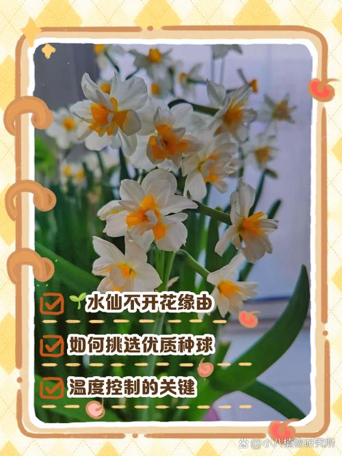 水仙花不开花怎么办，水仙花不开花怎么办,教你一招,坐等花开爆盆-第3张图片-优品飞百科