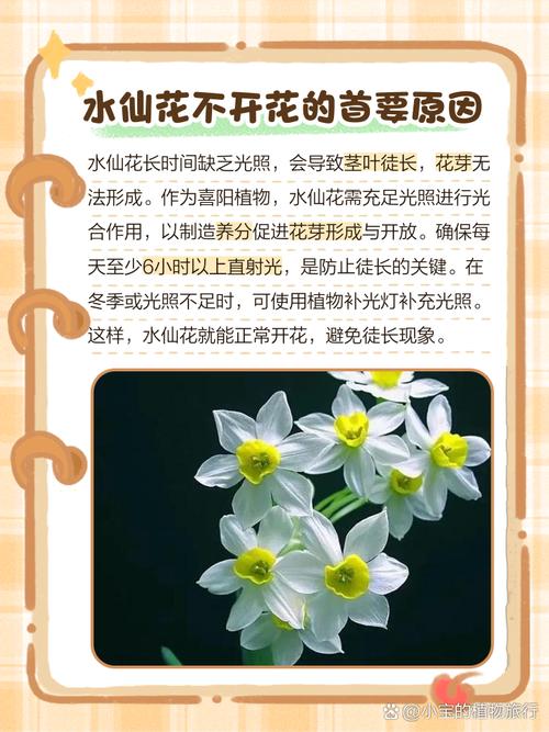 水仙花不开花怎么办，水仙花不开花怎么办,教你一招,坐等花开爆盆-第4张图片-优品飞百科