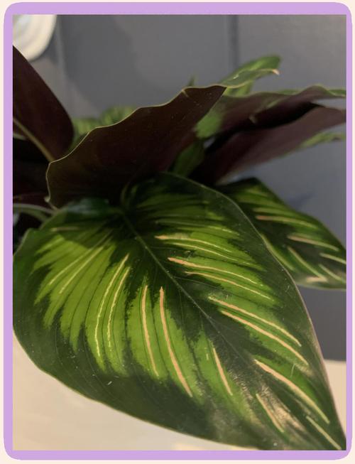 双线竹芋怎么养,双线竹芋养护?-第2张图片-优品飞百科 双线竹芋怎么养,双线竹芋养护?-第2张图片-优品飞百科