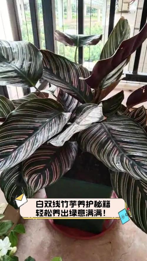 双线竹芋怎么养,双线竹芋养护?-第3张图片-优品飞百科 双线竹芋怎么养,双线竹芋养护?-第3张图片-优品飞百科