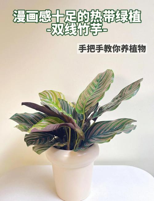 双线竹芋怎么养,双线竹芋养护?-第5张图片-优品飞百科 双线竹芋怎么养,双线竹芋养护?-第5张图片-优品飞百科