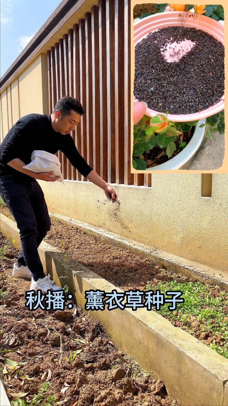 薰衣草播种时间和方法？薰衣草种子播种时间？-第2张图片-优品飞百科